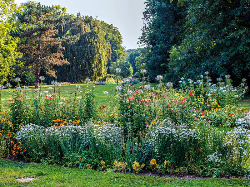 Letnie kwiaty w Herrengarten Abbildung Letnie kwiaty w Herrengarten