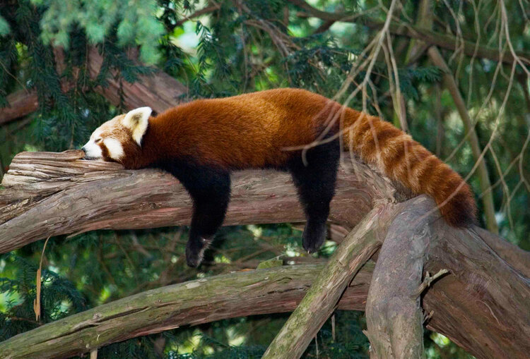Zoo Görlitz Themenspielplätze und über 120 Natur-Schau-Spiele