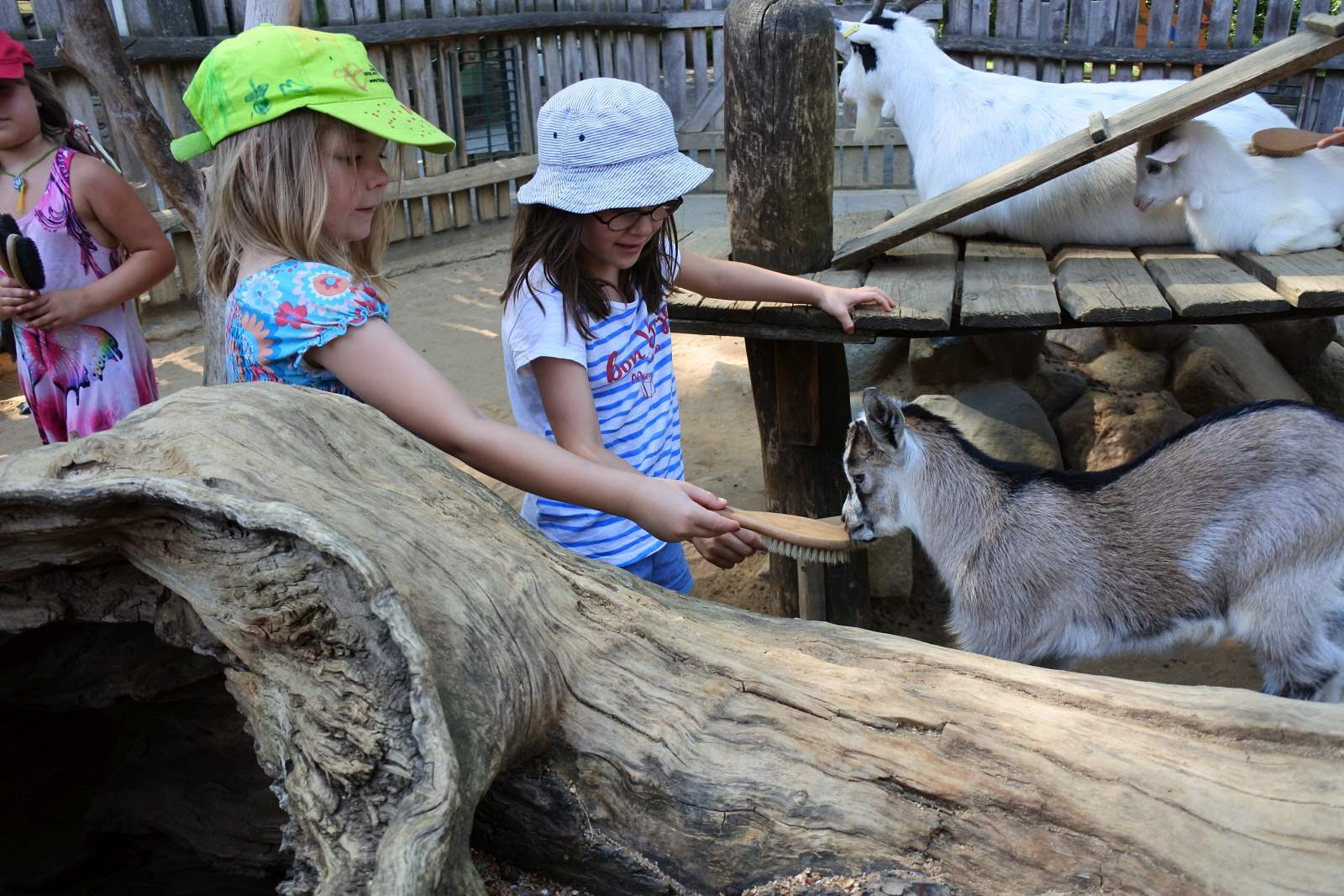 Abbildung W zoo Bischofswerda